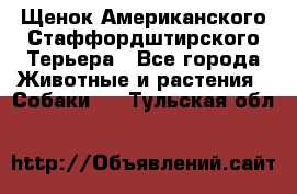 Щенок Американского Стаффордштирского Терьера - Все города Животные и растения » Собаки   . Тульская обл.